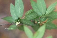 Diospyros cordifolia
